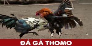 Đá gà Thomo: Khám phá những giải đấu khốc liệt, gay cấn